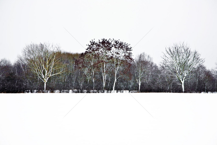 冬天的树木中有积图片