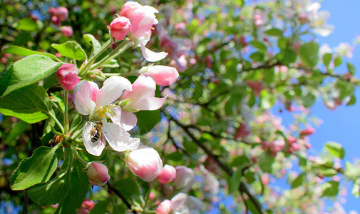 蓝天空背景和蜜蜂授粉花苹果图片