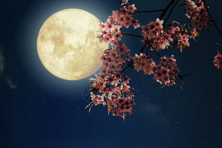 浪漫的夜景美丽的樱花图片