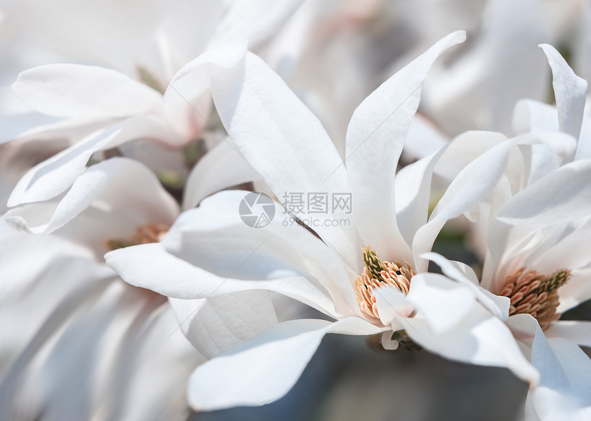 Magnoliakobus以白花盛开树图片