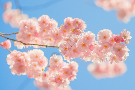 春天盛开的樱花图片