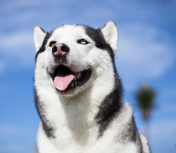 西伯利亚雪橇犬在蓝天下露出舌头图片