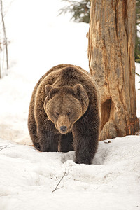 棕熊灰熊在雪地背景中向你走来图片