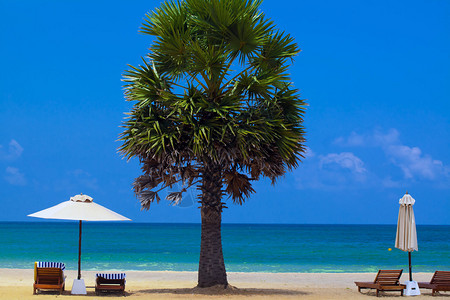 印度洋沙滩上蓝天空背景的棕榈树下沙滩椅和雨伞图片
