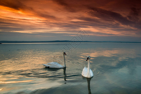 美丽的天鹅在日落时在匈牙利图片