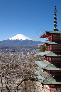 春天的富士山樱花图片