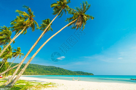 热带海滩和海在天堂岛屿上种椰子棕榈树图片
