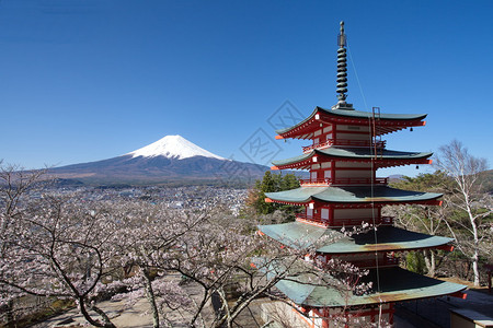 春天的富士山樱花图片
