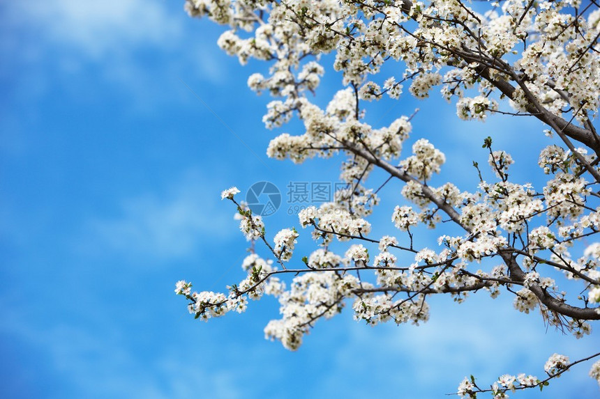 在早春白天开花的樱桃树图片