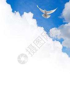 白鸽在天空中飞行模板图片