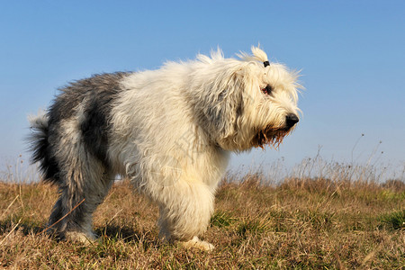 Preebred英国老牧羊犬背景图片