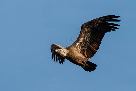 格里芬秃鹫在蓝天上飞行图片