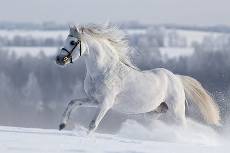 冬天在山上奔跑的白马图片