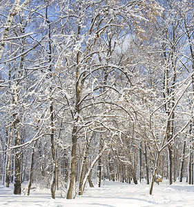 冬季风景树木覆盖着蓝天上雪的森图片