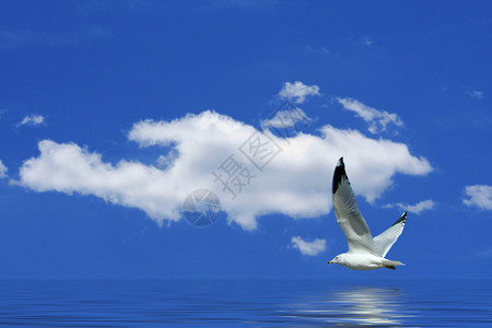 一只海鸥在明亮的蓝天上飞翔图片