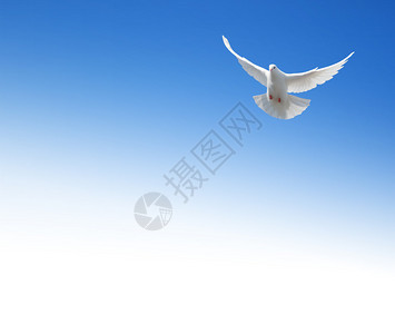 白鸽在天空中飞翔背图片