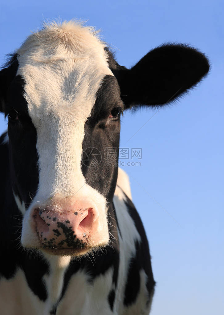 荷斯坦奶牛在蓝天上的肖像图片