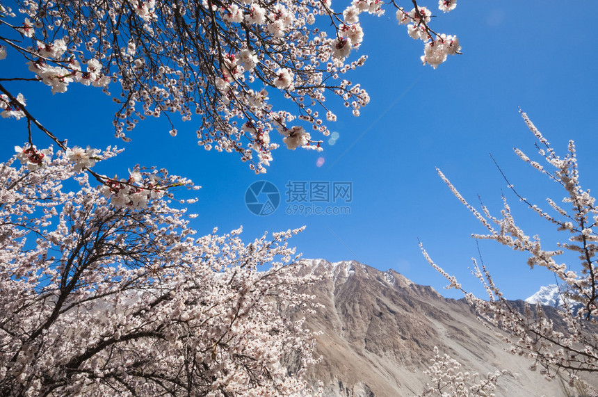 巴基斯坦的杏花图片