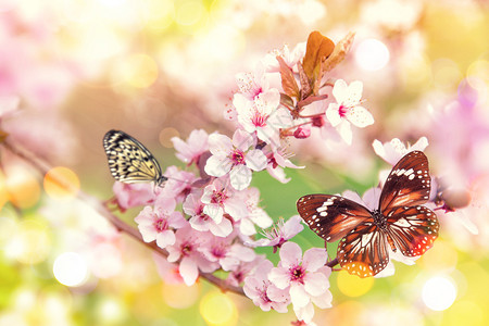 春天盛开的蝴蝶特写图片