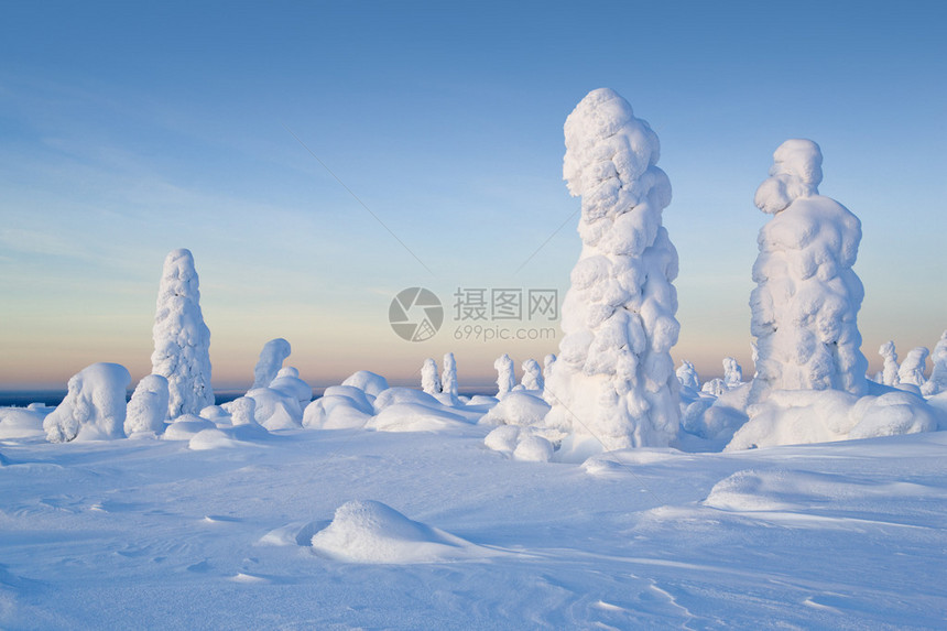 北乌拉尔山树上的雪数惊人与西伯利亚接图片