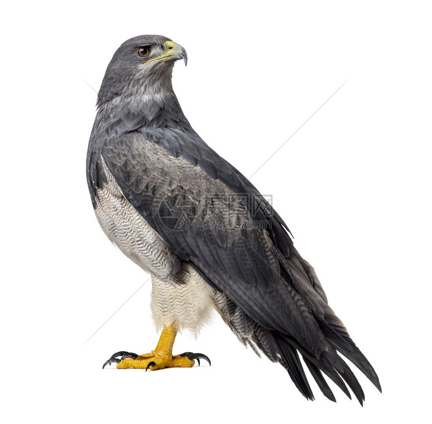 智利蓝鹰Geranoaetusmelanoleucus17岁在图片