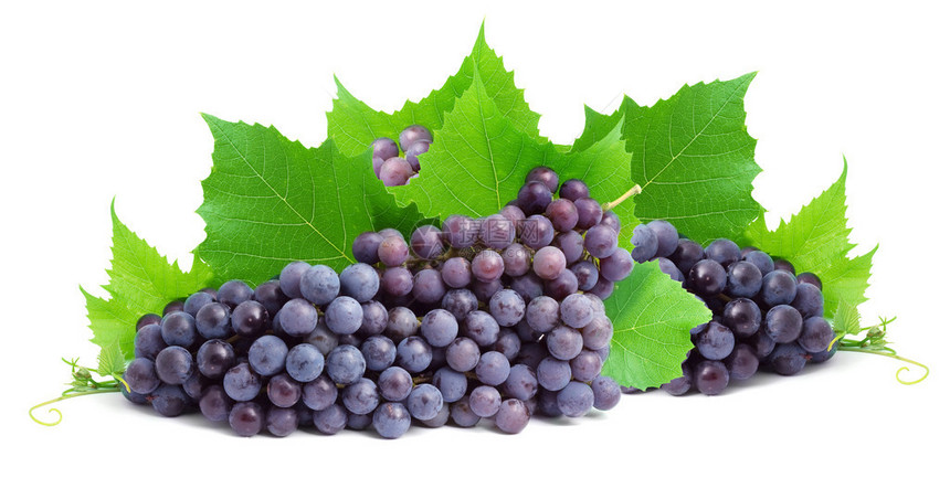 一束新鲜的葡萄被白色隔离图片
