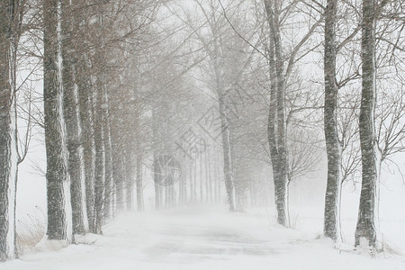 暴风雪期间的乡间小路图片