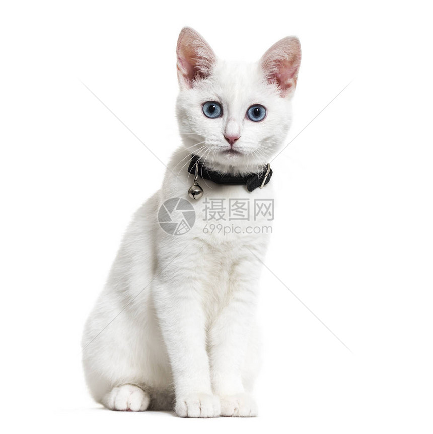 白小猫混种血猫戴着钟领看着摄像机图片