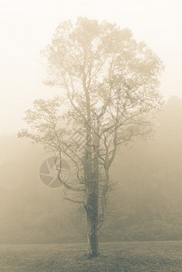 树在棕褐色的雾中高清图片