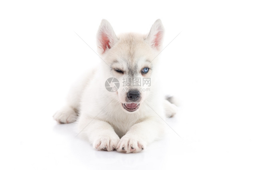 可爱的西比莉亚哈斯基小狗躺在白图片