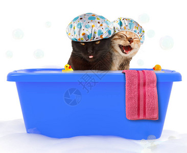 两只有趣的猫正在一个多彩的浴缸里和玩图片