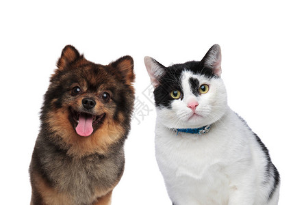饥饿的狗和猫友在等待午餐时站在白背景图片