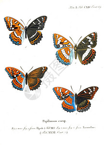 弗林德斯蝴蝶的插图旧图像插画
