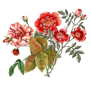红玫瑰花白背景的孤立植物图片