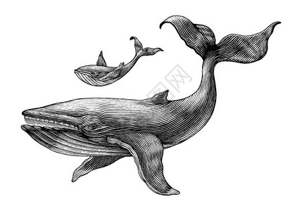大鲸鱼和小鲸鱼手绘复古雕刻插图背景图片