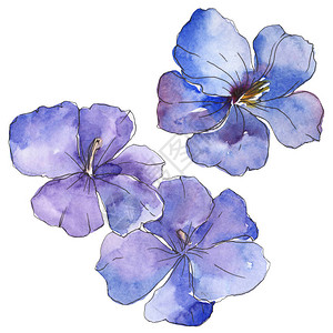 蓝紫色亚麻花卉植物花孤立的野生春叶野花水彩背景插图集水彩画时尚水彩画孤立的背景图片