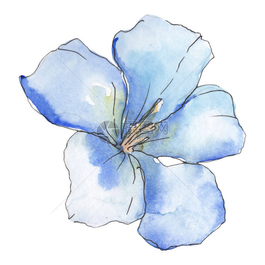 蓝紫色亚麻花卉植物花孤立的野生春叶野花水彩背景插图集水彩画时尚水彩画孤立的图片