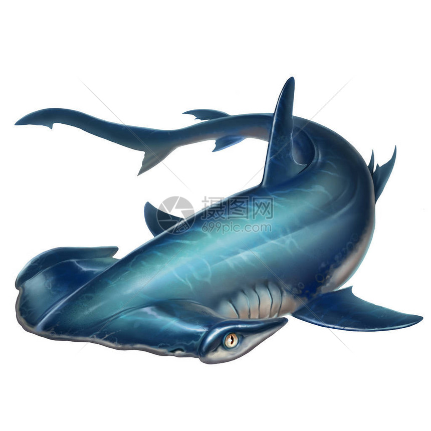 白背景插图上的锤头鲨鱼Hamerhe图片