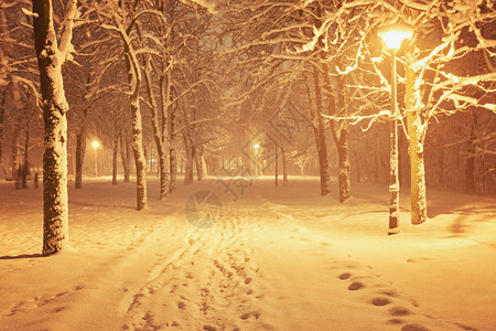 冬季夜晚公园和树后图片