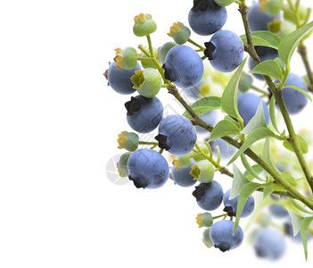 白色背景上的树枝上的蓝莓图片