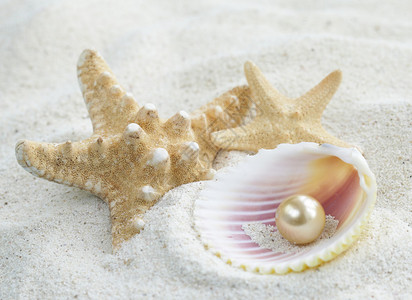 白沙上的海星和珍珠贝壳图片