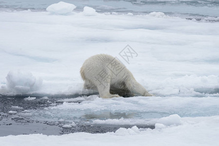 野生北极熊在北冰洋的冰图片