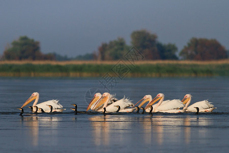 罗马尼亚多瑙河三角洲的白鹈鹕和鸬鹚背景图片