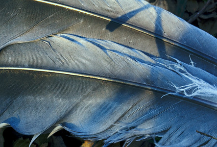 小乌鸦羽翼蓝与抽象光图片