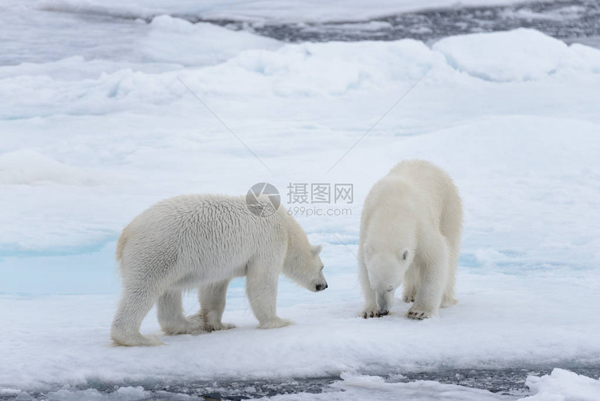 两只年轻的野生北极熊在图片