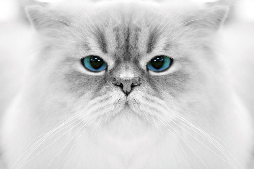 用蓝眼睛将白色背景上的猫肖像关闭焦图片
