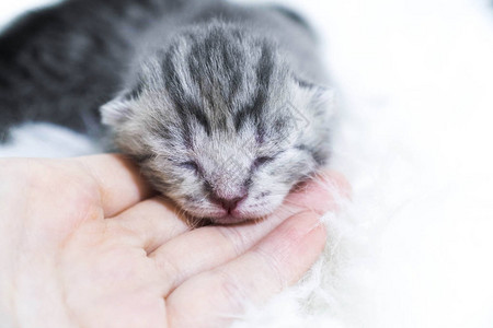新出生的小猫被剥光了盲小猫英国图片