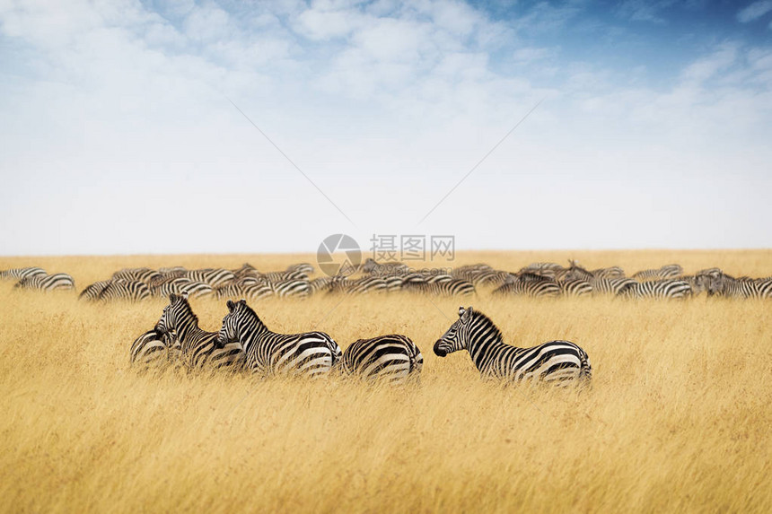 肯尼亚和非洲高草上放图片
