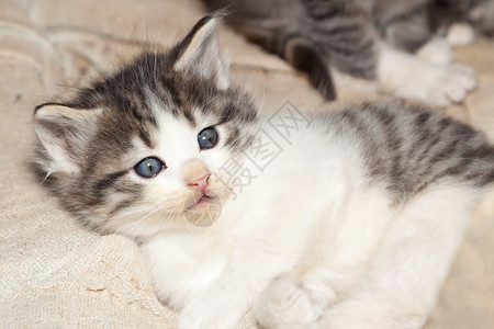 一只蓝眼睛的可爱小猫图片