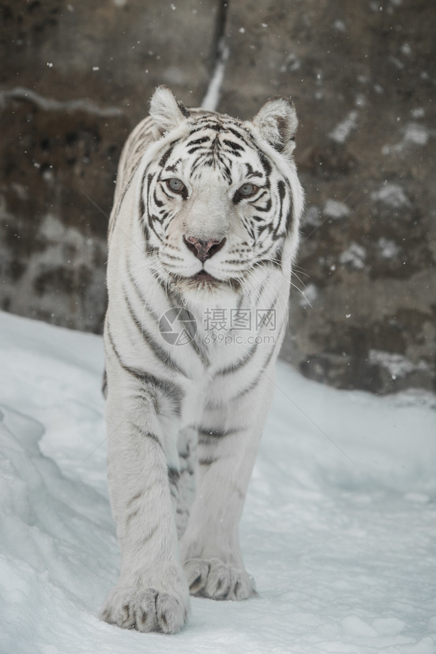 冬天的白虎图片